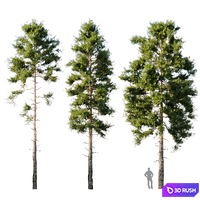 Pinus sylvestris 18m