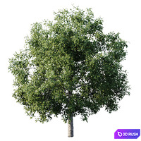 Elm 14m