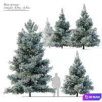 Norway blue spruce