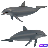 Dolphin bottlenose dolphin