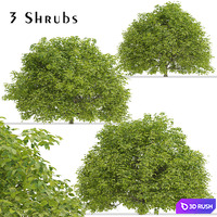 Set of Euonymus japonicus Shrubs (Evergreen spindle) (3 Shrubs)