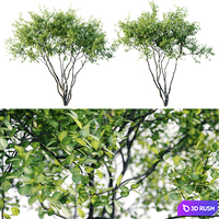 Amelanchier 4m