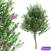 Lagerstroemia speciosa tree