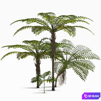 Treefern dicksonia antarctica