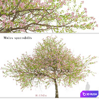 Malus spectabilis Tree (Chinese Flowering Crabapple) (1 Tree)