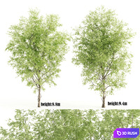 2 ashes tree