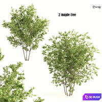 2 maple tree