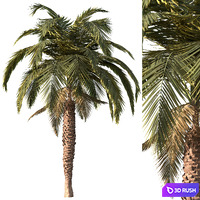 Palm tree vol1