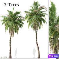 Set of Kentia palm Tree (Howea forsteriana) (2 Trees)