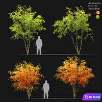 Amelanchier