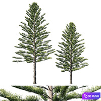 Araucaria heterophylla
