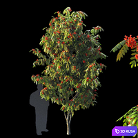 Rowan 4 meters