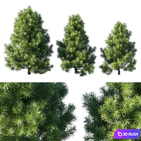 Podocarpus macrophyllas 02