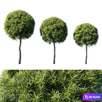 Podocarpus macrophyllas 04