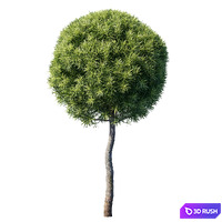 thumb image