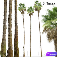 Set of Mexican fan palm Trees (Washingtonia robusta) (3 Trees)