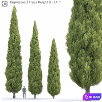 Cypress