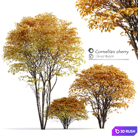 Cornelian cherry