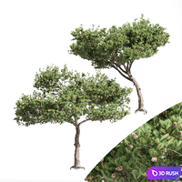 2 diffrent tree Italian Stone Pine