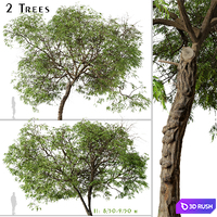 Set of Brazilian Pepper Tree (Schinus terebinthifolia) (2 Trees)