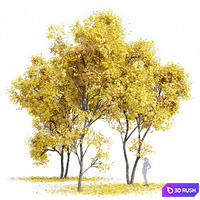 Real Tree Acer Saccharinum Fall