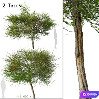Set of English Hawthorn Tree (Crataegus monogyna) (2 Trees)