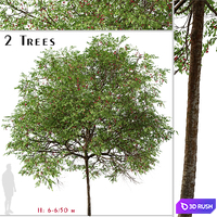 Set of Catalina Cherry Tree (Prunus ilicifolia) (2 Trees)