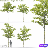 Ulmus