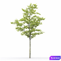 thumb image
