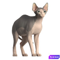 Sphynx cat