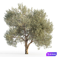 Olive tree 5