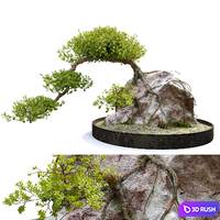 Bonsai plant_04