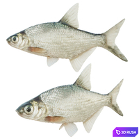 Abramis brama fish
