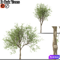 Set of Korean Oak and simple Oak Trees
