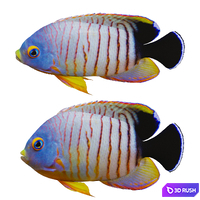 Marine fish
