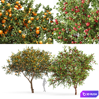Fruit trees orange and apple