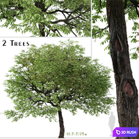 Set of Juglans nigra Tree (Eastern black walnut) (2 Trees)