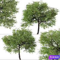 thumb image