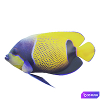 Blue girdled Angelfish set 04