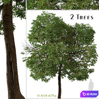 Set of Cordia sebestena Tree ( Geiger tree ) (2 Trees)