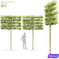 Blooming apple tree on a trellis | Malus flowering espalier # 2