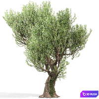 Olive Tree With Vines