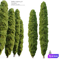 Italian cypress_05