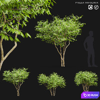 Three-leafed pteley | Ptelea trifoliata