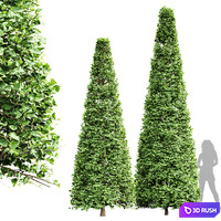 New Tree High detail Carpinus Betulus Broadleaf Conical