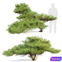 Pinus Pentaphylla 02