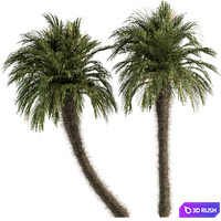 Big palm Date Tree Fluff Bark - Tree Set 87