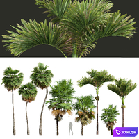 Acoelorrhaphe Wrightii and Borassus Flabellifer and Areca Catechu Decorative Garden Fruit