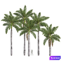 New Plant High detail Roystonea Regia Medium
