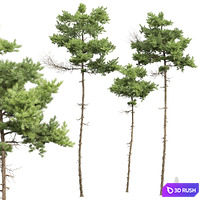 New Plant High detail Pinus Echinata02